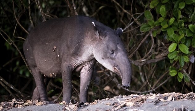 Baird's tapir (Tapirus bairdii), juvenile, in the rainforest, Corcovado National Park, Osa, Puntarena Province, Costa Rica
