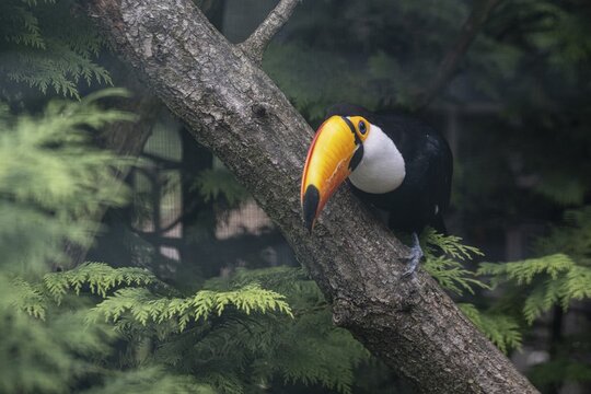 Toco toucan (Ramphastos toco), Vogelpark Walsrode, Lower Saxony, Germany