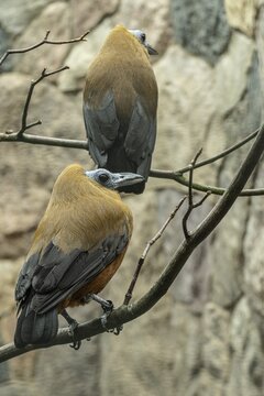 Capuchin Cotinga (Perissocephalus tricolor), Walsrode Bird Park, Lower Saxony, Germany
