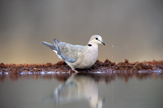 Coot Pigeon (Streptopelia capicola), Cape Pigeon, adult, at the water, Kruger National Park, Kruger National Park, Krugerpark, South Africa