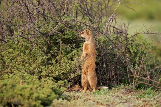 Yellow mongoose (Cynictis penicillata), adult, standing upright, alert, Mountain Zebra National Park, Eastern Cape, South Africa
