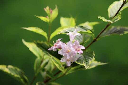 Weigelas (Weigela), flowering, flower, Ellerstadt, Germany