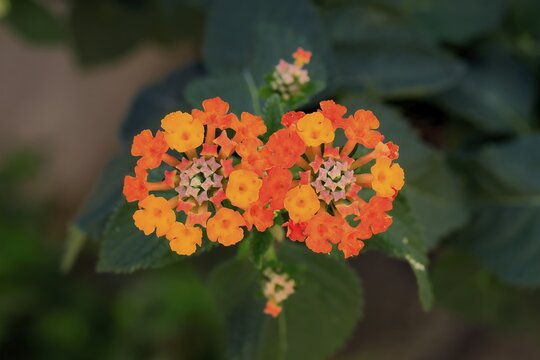Spanish flag (Lantana camara), blooming, flower, Elllerstadt, Germany