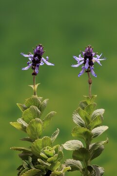 Piss-off plant (Plectranthus ornatus), cat repellent, flowering, Elllerstadt, Germany
