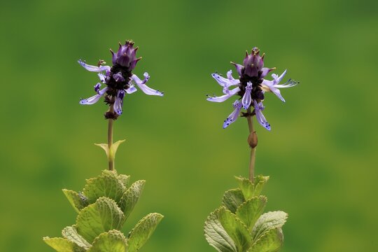Piss-off plant (Plectranthus ornatus), cat repellent, flowering, Elllerstadt, Germany