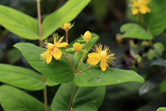 Sweet-amber (Hypericum androsaemum), flower, flowering, Germany