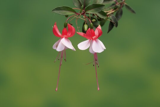 Fuchsias (Fuchsia), flowering, flower, Ellerstadt, Germany