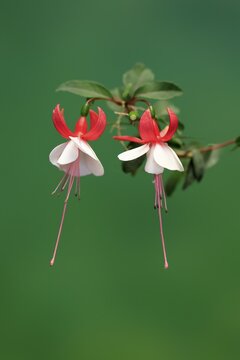 Fuchsias (Fuchsia), flowering, flower, Ellerstadt, Germany
