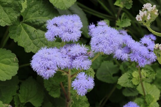 Flossflower (Ageratum houstonianum), flower, Ellerstadt, Germany