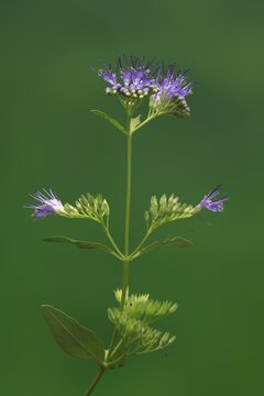 Clandon caryopteris (caryopteris x clandonensis), flower, flowering, Germany