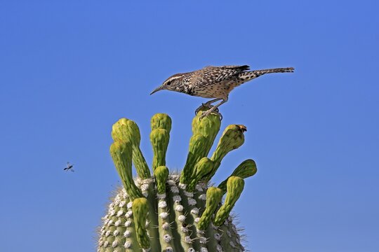 Cactus wren (Campylorhynchus brunneicapillus), adult, on saguaro cactus, Sonoran Desert, Arizona, North America, USA