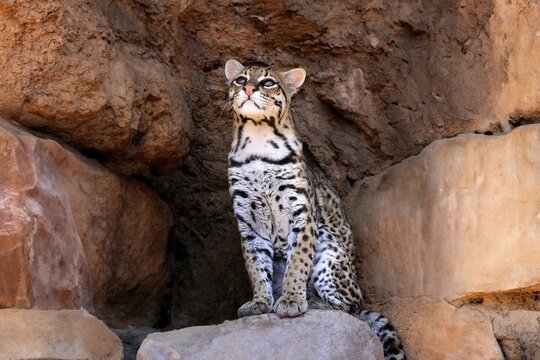 Ocelot (Leopardus pardalis), adult, sitting, at the den, alert, Sonora Desert, Arizona, North America, USA