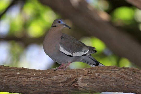 White-winged dove (Zenaida asiatica), adult, on tree, Sonoran Desert, Arizona, North America, USA
