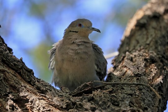 White-winged dove (Zenaida asiatica), adult, sitting on tree, Sonoran Desert, Arizona, North America, USA