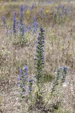 Adder's tongue (Echium vulgare), Emsland, Lower Saxony, Germany