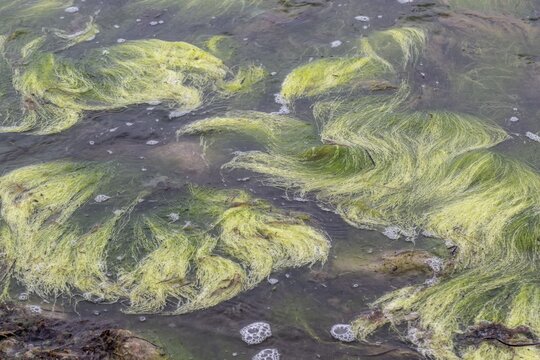 Rock filamentous algae (Cladophora rupestris on rocks in the Baltic Sea, Mecklenburg-Vorpommern, Germany