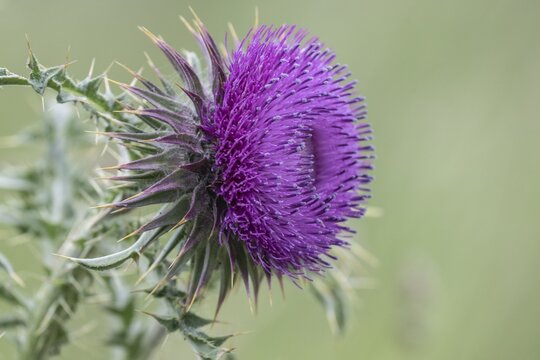 Musk Thistle (Carduus nutans), Mecklenburg-Western Pomerania, Germany