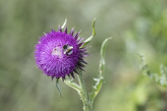 Musk Thistle (Carduus nutans) with Large earth bumblebee (Bombus terrestris), Mecklenburg-Vorpommern, Germany