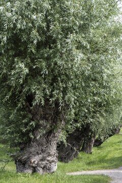 Old pollarded willow, willow (Salix viminalis), Poel Island, Mecklenburg-Western Pomerania, Germany