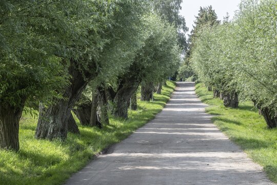 Old pollarded willow, willow (Salix viminalis), Poel Island, Mecklenburg-Western Pomerania, Germany