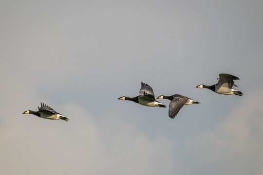 Barnacle geese or barnacle geese (Branta leucopsis) flying in formation over Hauke-Haien-Koog nature reserve, North Friesland, Schleswig-Holstein, Germany