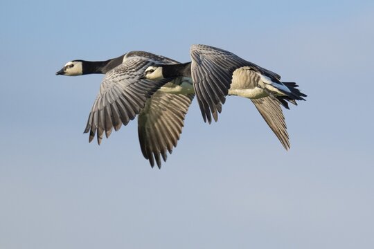 Barnacle geese or barnacle geese (Branta leucopsis) in flight over Hauke-Haien-Koog nature reserve, North Friesland, Schleswig-Holstein, Germany