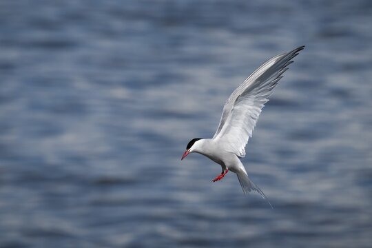 Arctic Arctic Tern (Sterna paradisea) in flight, Wadden Sea, North Frisia, Schleswig-Holstein, Germany