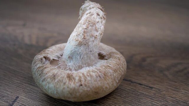 Detailed view of single Shiitake mushroom (Lentinula edodes) resting upside down on dark wooden surface. Focus on thick fibrous stem connection and exposed gill structure.