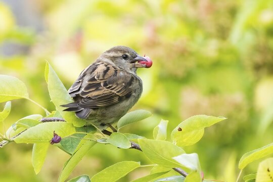 A house sparrow (Passer domesticus) with a fruit of the snowy mespilus (Amelanchier ovalis) in its beak, Hesse, Germany