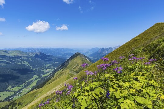 Alpendostyles (Adenostyles) and aconite (Aconitum napellus), on the Wildengundkopf, 2238m, Allg&auml;u Alps, Bavaria, Germany