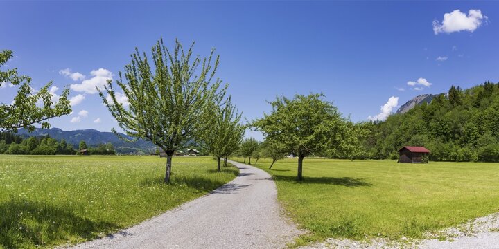 Spring, Loretto meadows, near Oberstdorf, Oberallg&auml;u, Allg&auml;u, Bavaria, Germany