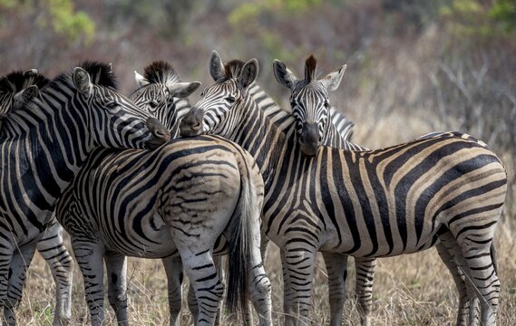 Plains zebras (Equus quagga), adults resting their heads on each other, Kruger National Park, South Africa