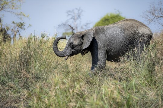 African elephant (Loxodonta africana), taking a mud bath, African savannah, Kruger National Park, South Africa