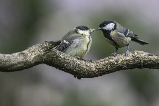 Great tits (Parus major), feeding young birds, Emsland, Lower Saxony, Germany
