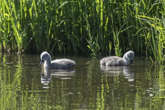 Young mute swan (Cygnus olor), Lower Saxony, Germany
