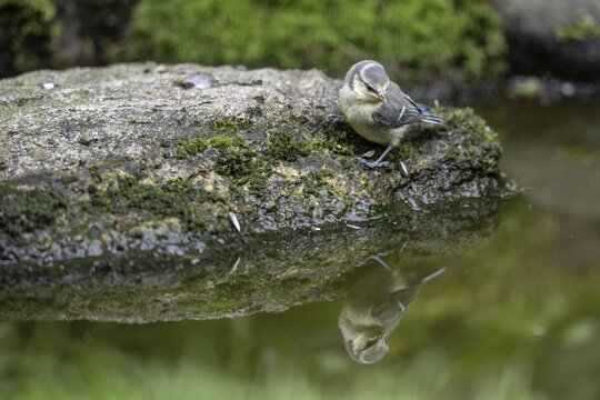 Blue tit (Parus caerulea) at the drinking trough, Emsland, Lower Saxony, Germany