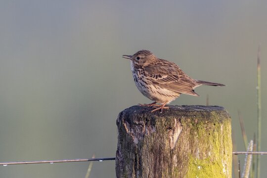 Meadow Pipit (Anthus pratensis), Lower Saxony, Germany