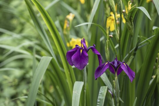 Capitol dandy (Iris ensata), Emsland, Lower Saxony, Germany