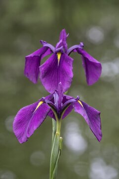 Capitol dandy (Iris ensata), Emsland, Lower Saxony, Germany