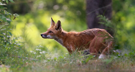 red fox in nature during summer
