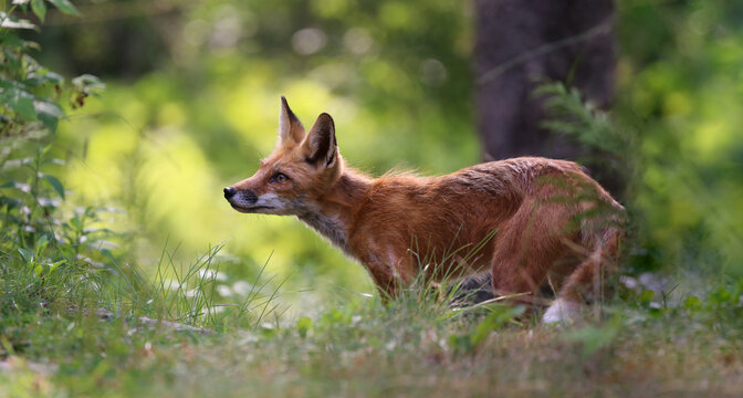 red fox in nature during summer