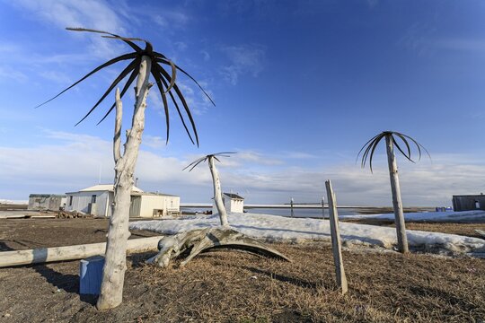 Palm trees made of whale skin, art, Inuit, Point Barrow, Barrow, Alaska, USA