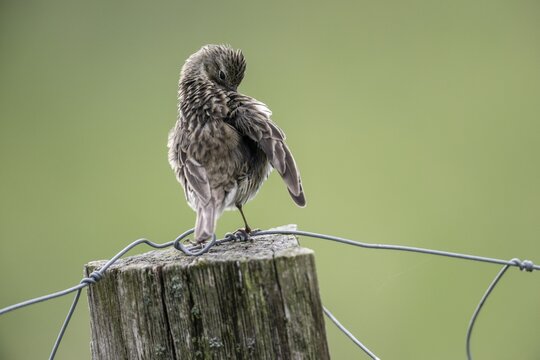 Meadow pipit (Anthus pratensis) preening itself, Emsland, Lower Saxony, Germany