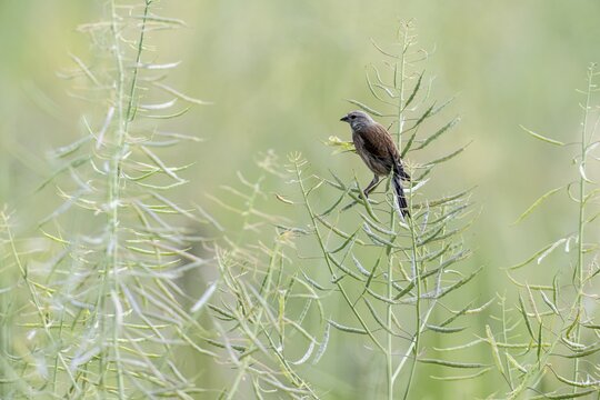 Linnet (Linaria cannabina), Emsland, Lower Saxony, Germany