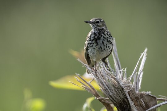 Meadow Pipit (Anthus pratensis), Emsland, Lower Saxony, Germany