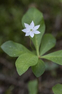Chickweed wintergreen (Trientalis europaea), Emsland, Lower Saxony, Germany