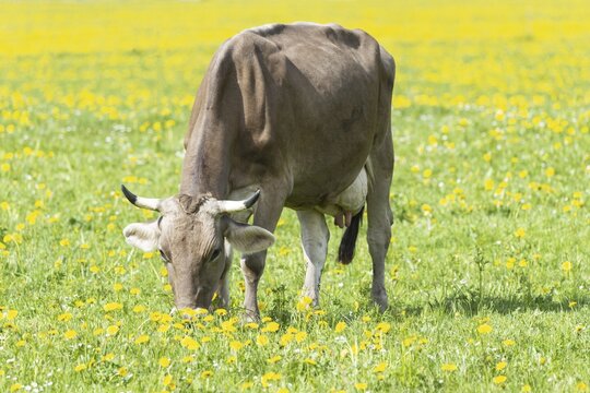 Allg&auml;u Brown Swiss cattle (Bos primigenius taurus), Allg&auml;u, Bavaria, Germany