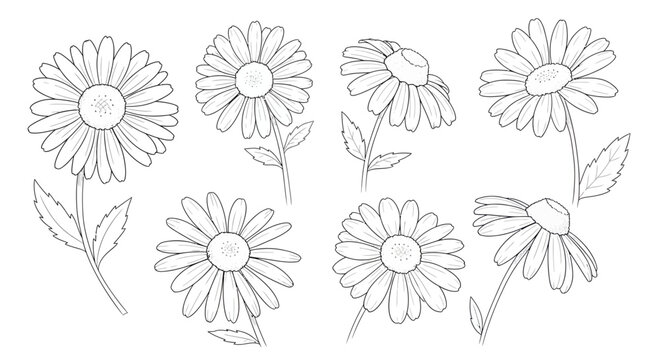 Botanical illustration featuring delicate daisy flowers with fine line details and composition