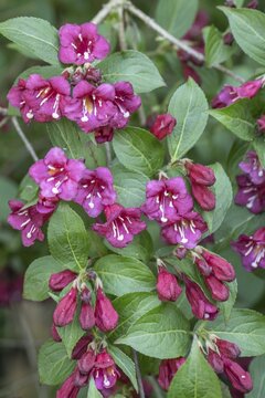 Weigelas (Weigela), flowers, Emsland, Lower Saxony, Germany