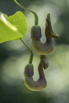 Dutchman's pipe (Aristolochia macrophylla), flowers, Emsland, Lower Saxony, Germany